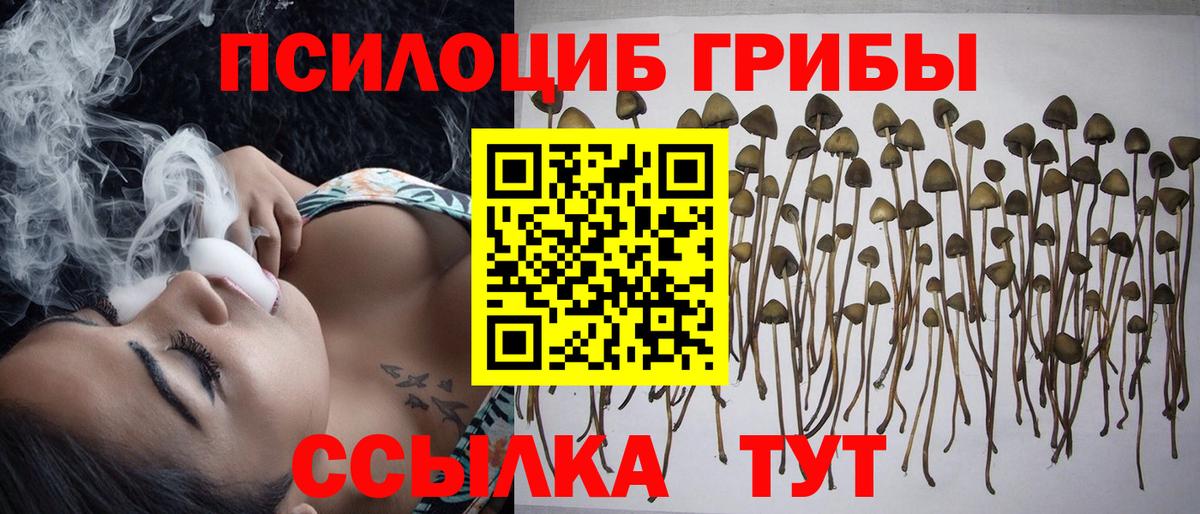 Галлюциногенные грибы Psilocybe  Вход с VPN  Великий Новгород 